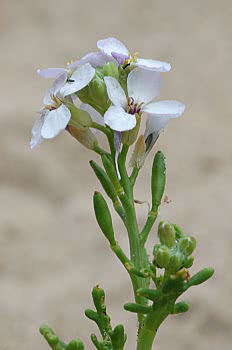sea rocket